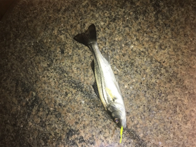 ワイワイ太刀魚ゲーム