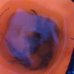 貝塚人工島にて、ガシラ、タケノコメバル