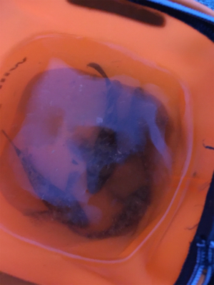 貝塚人工島にて、ガシラ、タケノコメバル