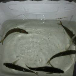 アジング最高だ！