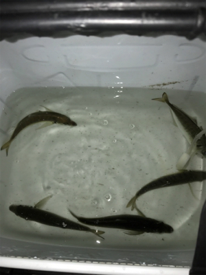 アジング最高だ！