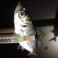 アジどこでも釣れます