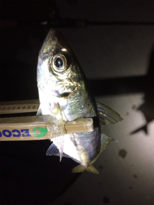 アジどこでも釣れます