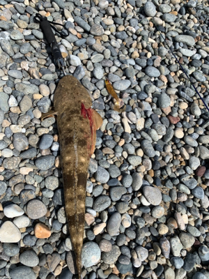 フラットフィッシュ釣果！