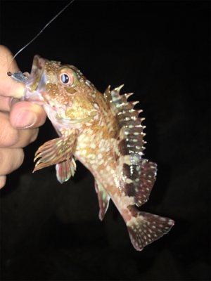 メバリング釣行