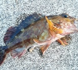 カサゴがつれました