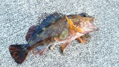 カサゴがつれました