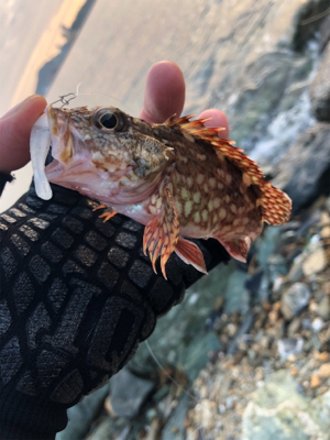 ライトワインド釣果