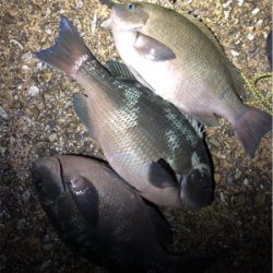 良計波止グレ♪