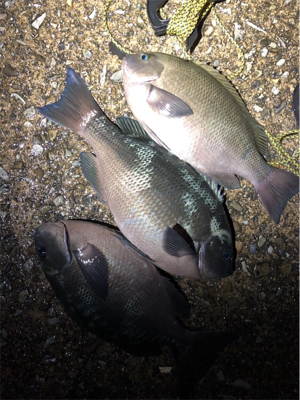 良計波止グレ♪