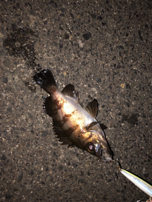 まさかのメバル