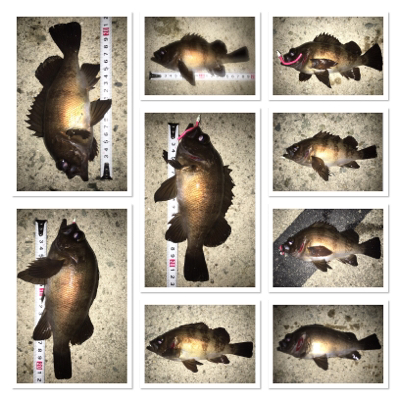 ライトゲーム満喫♩