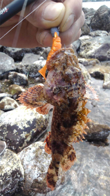 ロックフィッシュ ハタ調査