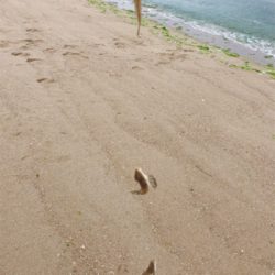 キスシーズン到来!!メゴチも…