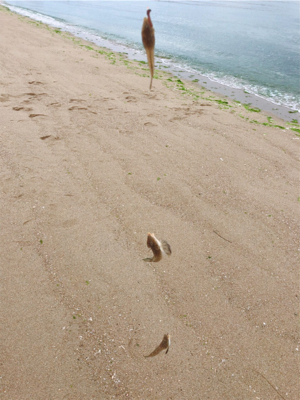 キスシーズン到来!!メゴチも…