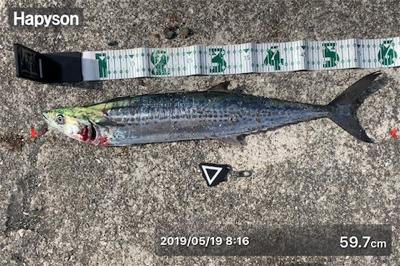 二週連続ムコイチ