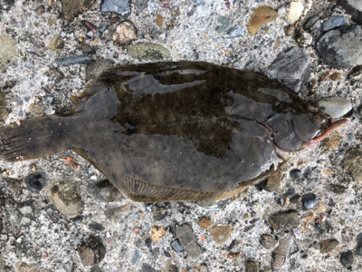 小学生以来の…