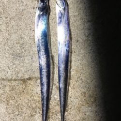 ショアジギングの合間にコブダイゲームも♪