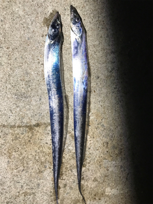 ショアジギングの合間にコブダイゲームも♪