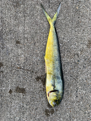 釣れてよかったです