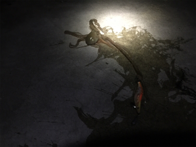 コウイカのつもりが！