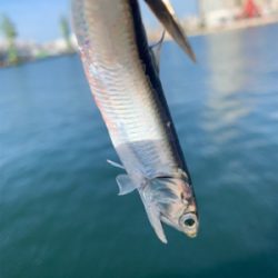 今日もしっかり♫