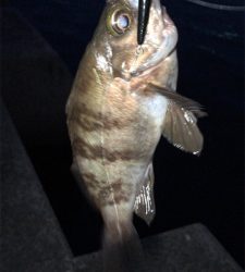 シーバス狙いなのに