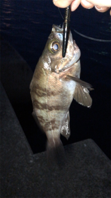 シーバス狙いなのに