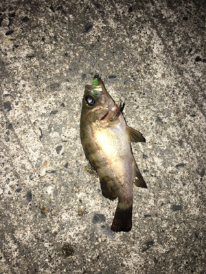 ナイトメバリング