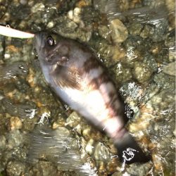 浅場メバル活性高い