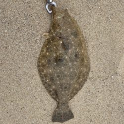 フラットフィッシュ釣果！