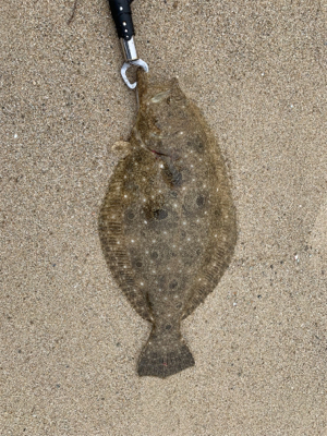 フラットフィッシュ釣果！