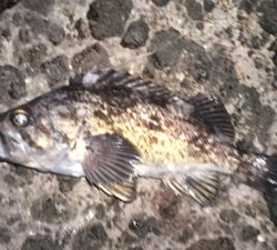 初松前フィッシュ！