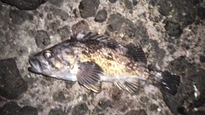 初松前フィッシュ！