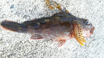 ロッドが折れた(>_<)