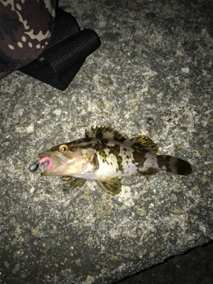 アジどこにおるの？