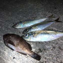 アジング絶好調