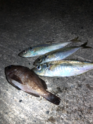 アジング絶好調