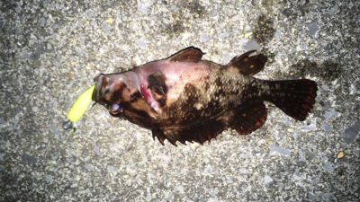 ソーイソイソイお祭りじゃー！