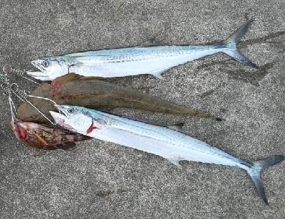 美味しいのが釣れました。