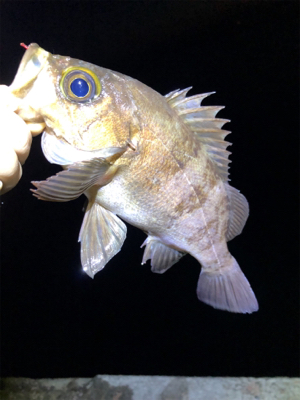 根魚ライトゲーム