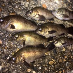 漁港でライトゲーム