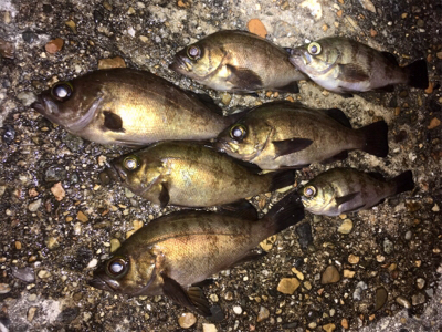 漁港でライトゲーム