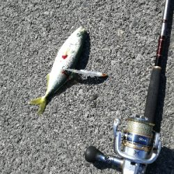 ツバス回遊あり