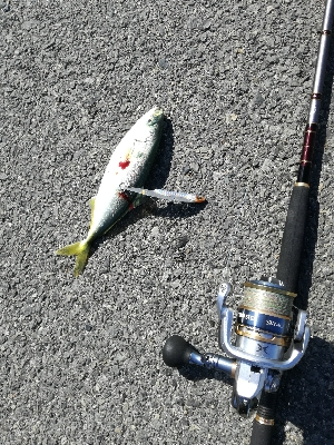 ツバス回遊あり