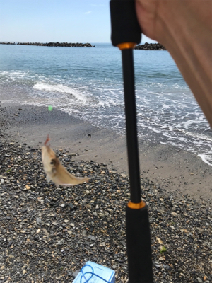 初めてのキス釣り