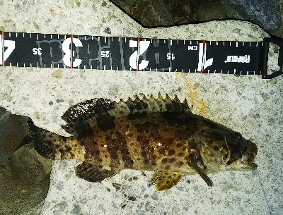 チャイロマルハタ