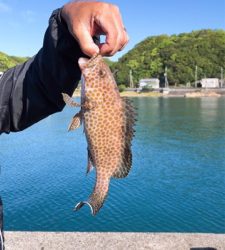 いろんな魚が釣れました