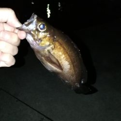 メバリング渋め…