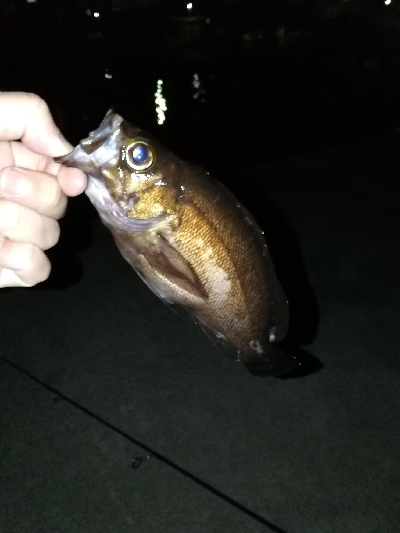 メバリング渋め…